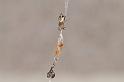 Cyclosa_conica_D8275_Z_90_Les Gris_Frankrijk